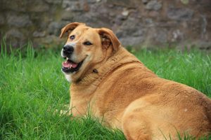Nadwaga i otyłość u psa