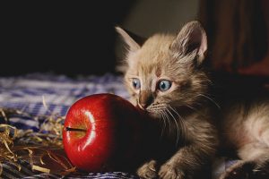 Owoce dla kota? Czy owoce można podawać kotu?