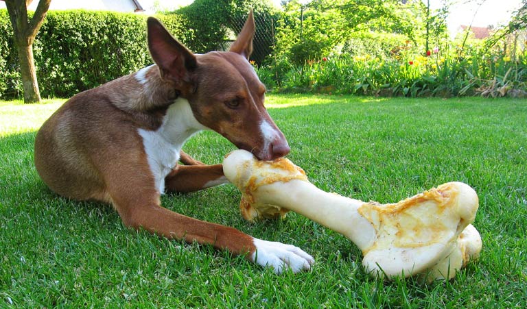 Dieta BARF dla psa – wprowadzenie do żywienia BARFem