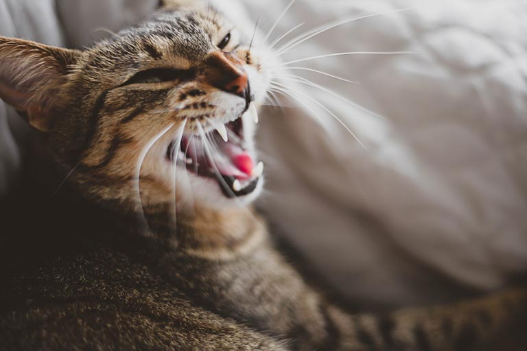 12 rodzajów agresji u kotów