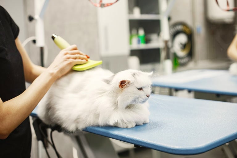 Pielęgnacja kota – jak często czesać i kąpać kota?