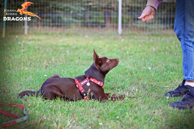 Szkolenie psa – podstawowe psie komendy i narzędzia treningowe
