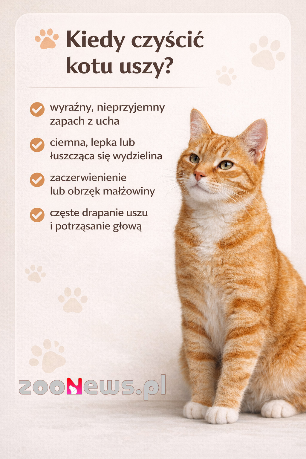 Kiedy czyścić uszy kota infografika