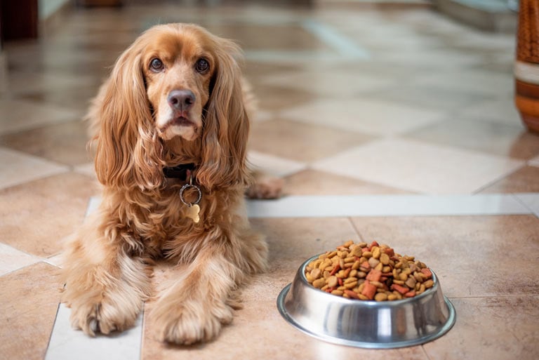 Nietolerancje pokarmowe u psa – objawy, leczenie, dieta