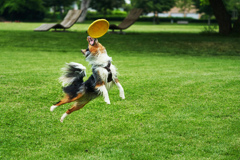 Talerz dogfrisbee dla psa