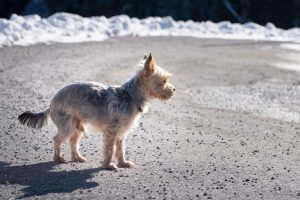 York z podkulonym ogonem