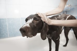Jak prawidłowo kąpać psa alergika