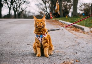 Jak dopasować szelki dla kota?