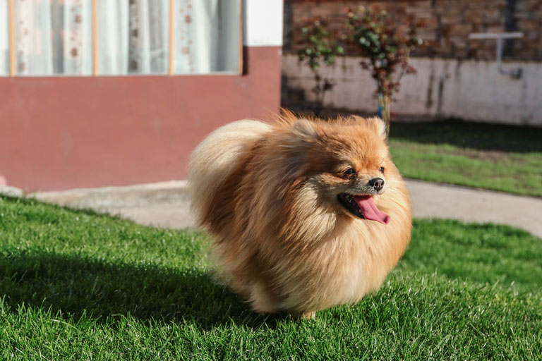 Pomeranian – szpic miniaturowy – cena, zdrowie psów, opis rasy
