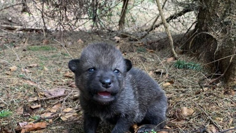 szczęnie wilka znalezione w beskidzkich lasach przez turystów