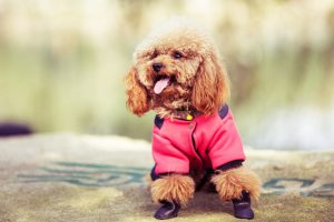 Które psy potrzebują ubranka?