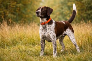 uniesiony ogon u psa