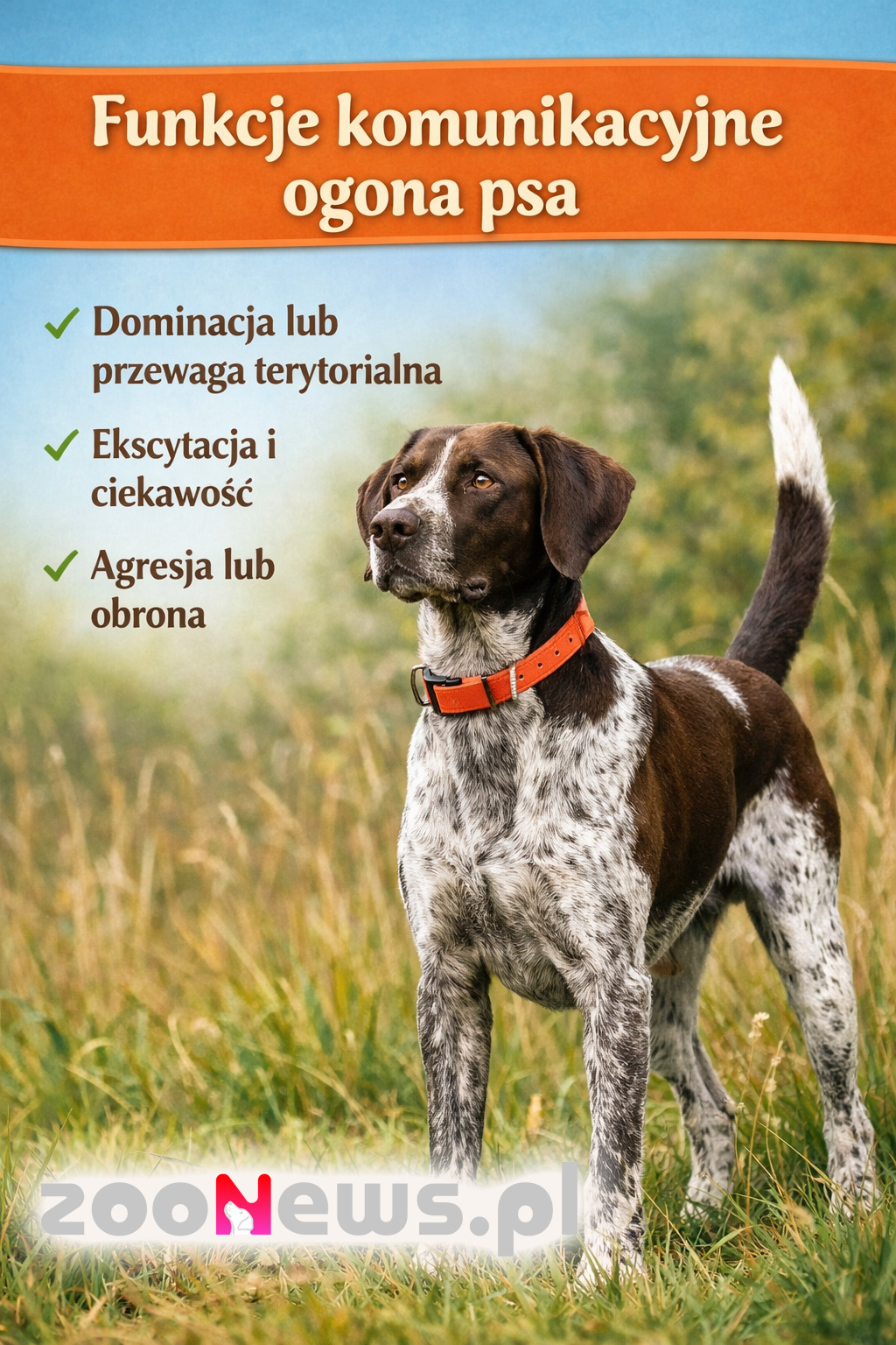 Uniesiony ogon u psa infografika