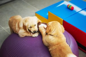 Wartość jaką niesie zabawa dla szczeniąt?