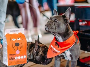 Super Frenchie Białystok „Piknik z Francuzami”