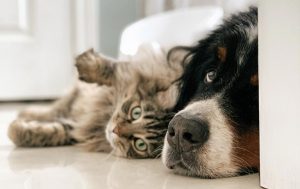 pies ma biegunkę kota ma biegunkę