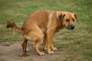 Pies na trawie z biegunką