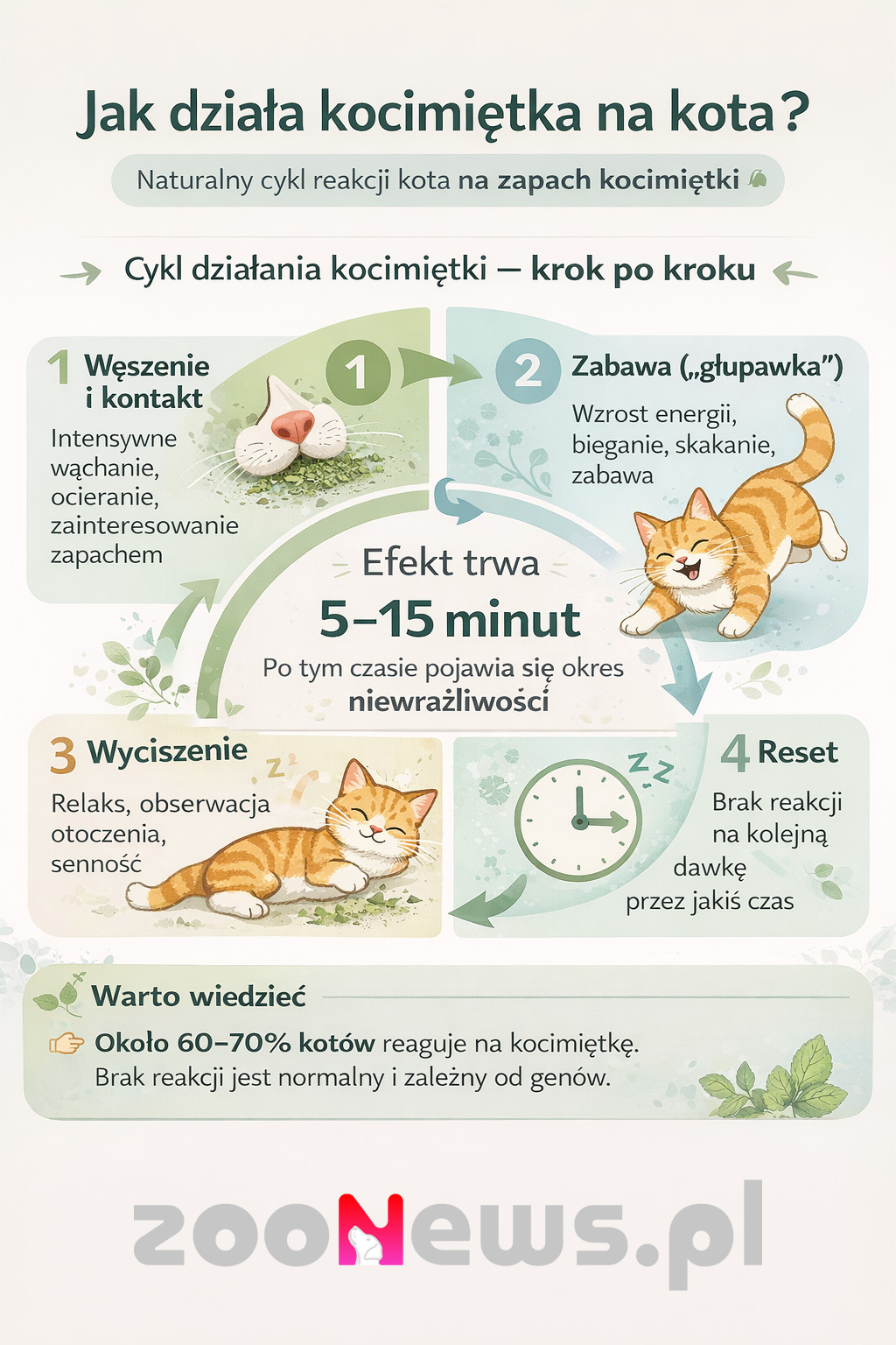 Jak kocimiętka działa na kota infografika