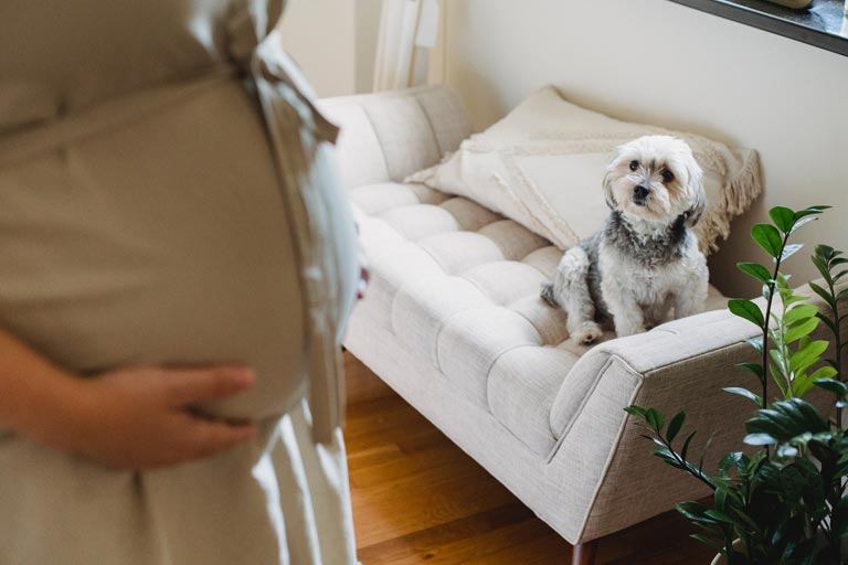 Jak przygotować psa na narodziny dziecka?