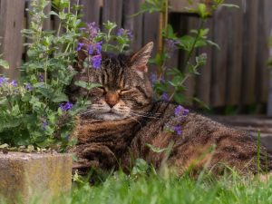 Jak kocimiętka działa na kota?