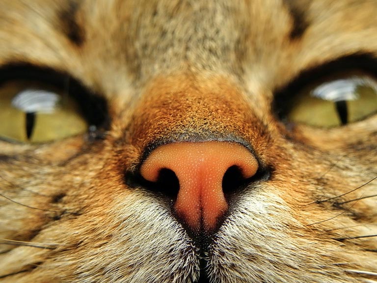 Zmiana koloru nosa u kota – co oznacza?
