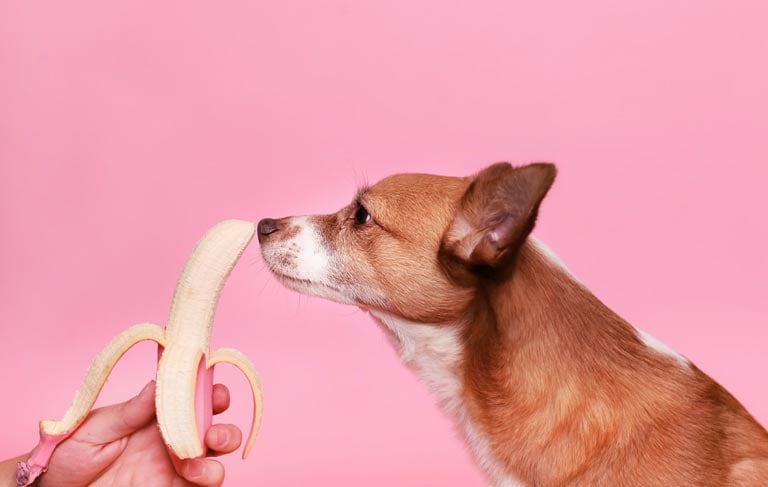 Lekkostrawna dieta dla psa – dlaczego warto karmić nią psa | Zoonews.pl