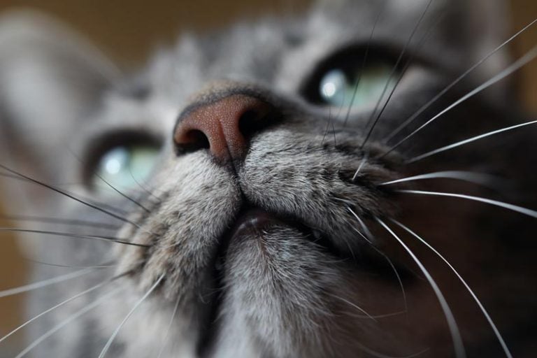 Nos kota – mokry czy suchy? Jaki powinien być koci nos?