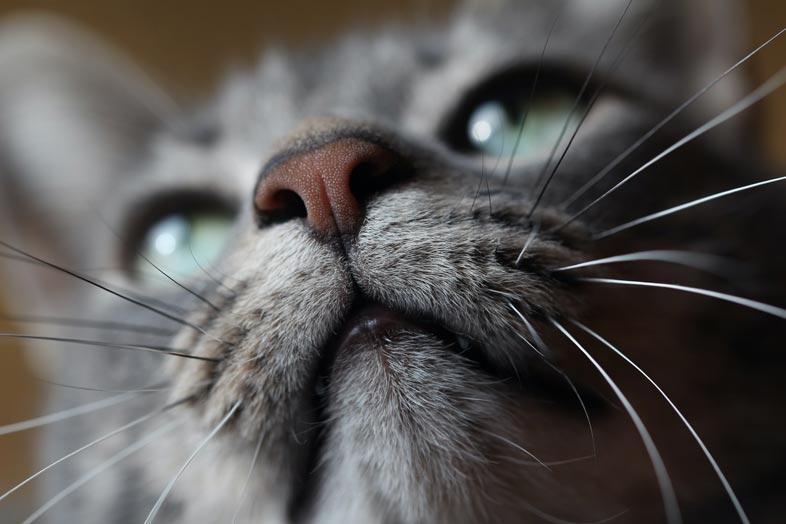 Nos kota – mokry czy suchy? Jaki powinien być koci nos? | Zoonews.pl