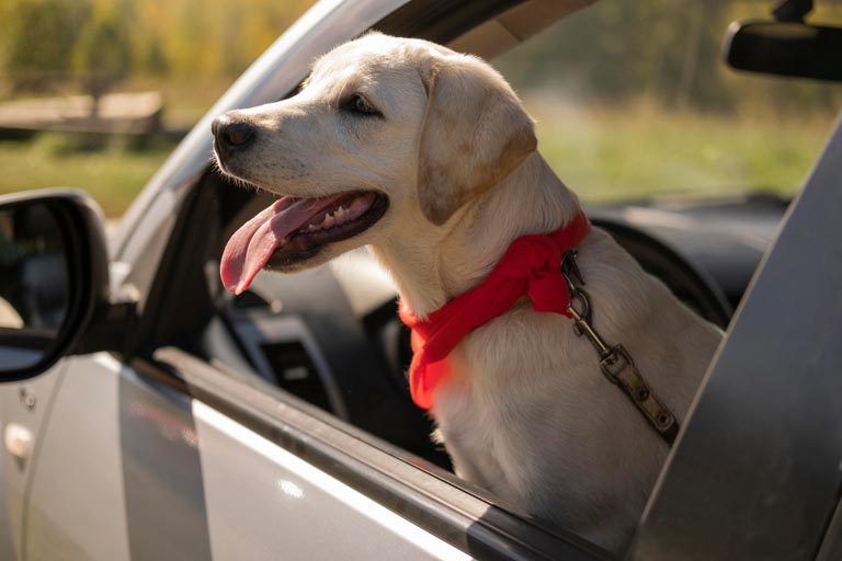 Zamknięty pies w rozgrzanym samochodzie – czy mogę wybić szybę?