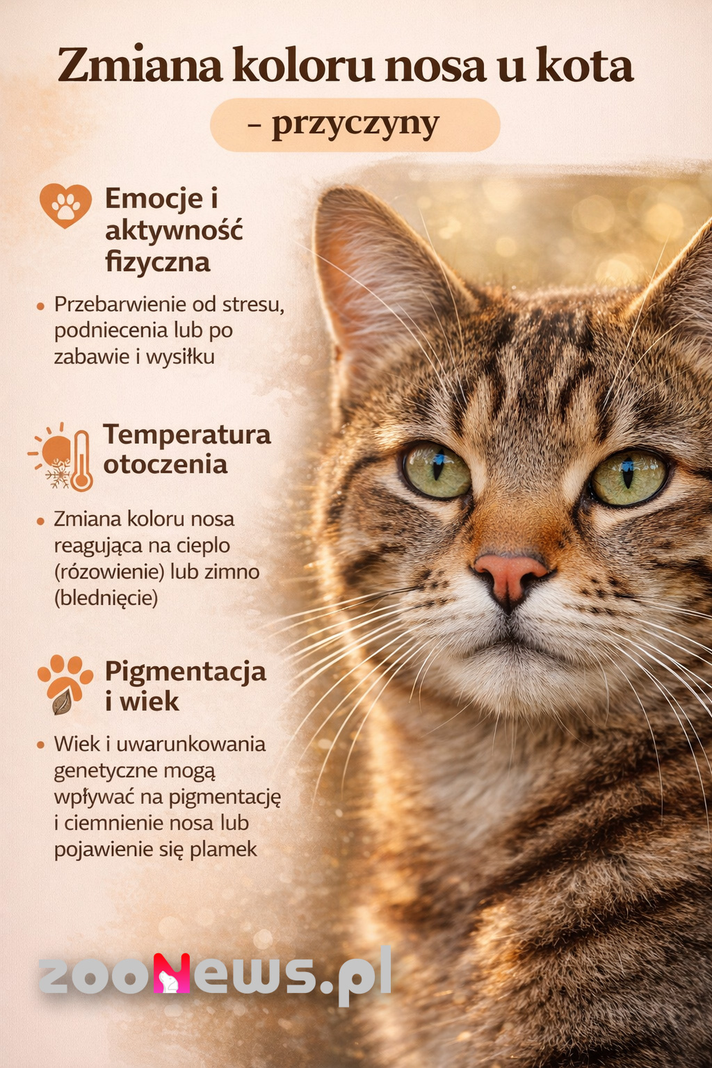 Zmiana koloru nota u kota infografika