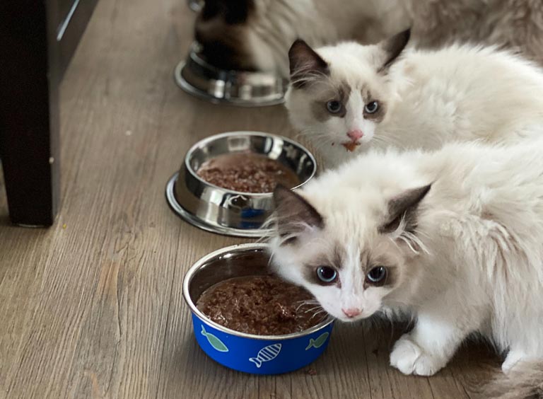 Żywienie kota karmą mokrą – jak często i ile powinien jeść kot