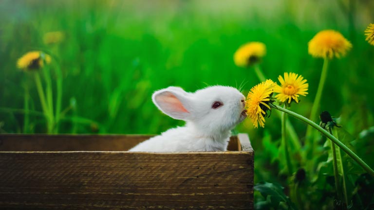 Żywienie królika – jak prawidłowo karmić króliki domowe