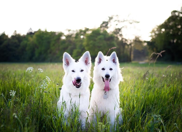 Biały owczarek szwajcarski | BOS | charakter, zdrowie, opis rasy psa