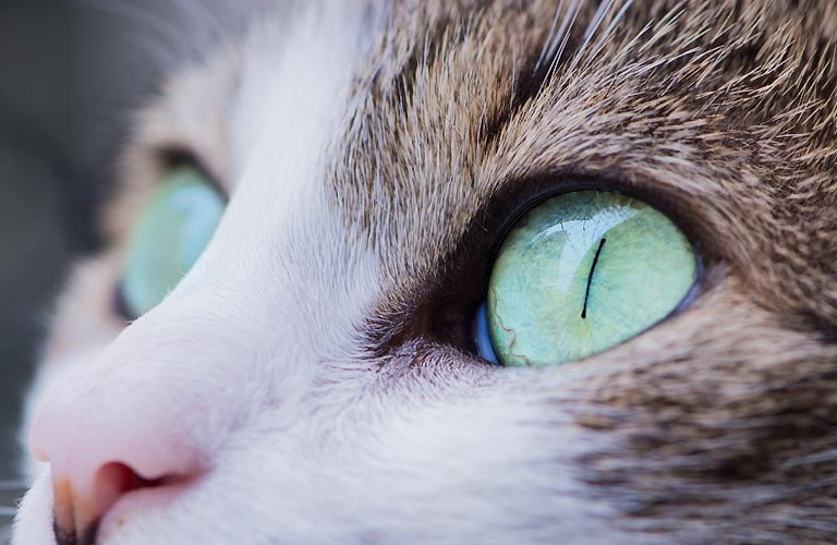 Co mówią nam kocie oczy?