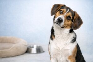 Dlaczego pies przekrzywia głowę?