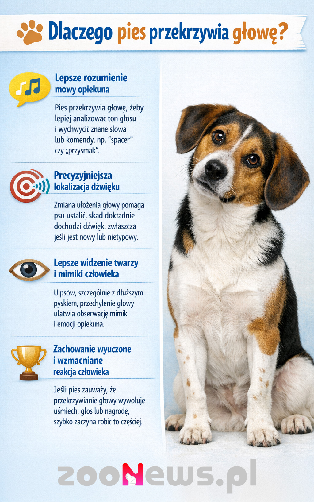 Dlaczego pies przekrzywia głowę infografika