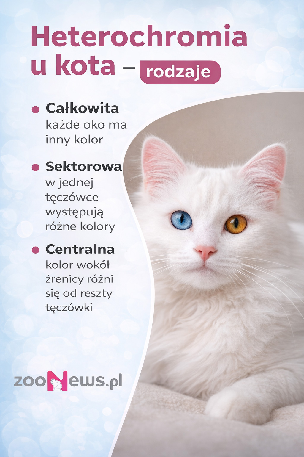 Heterochromia u kota infografika