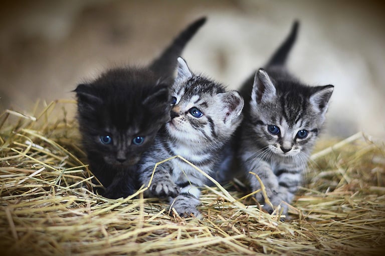 Ile żyją koty domowe, a ile dachowce? Które żyją dłużej? | Zoonews.pl