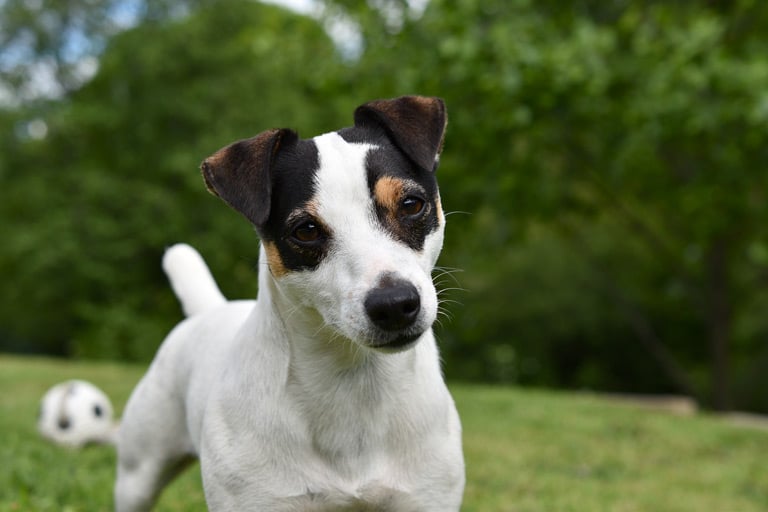 Jack Russell Terrier - wychowanie, charakter, zdrowie, cena