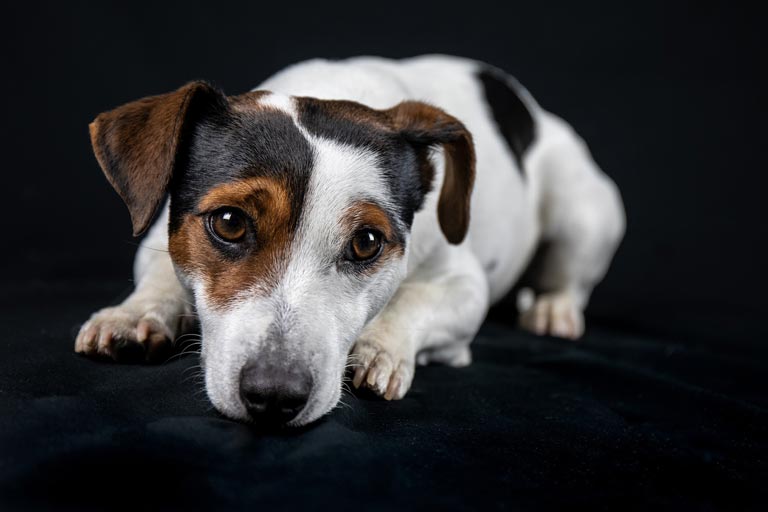 Jack Russell Terrier – wychowanie, charakter, zdrowie, cena