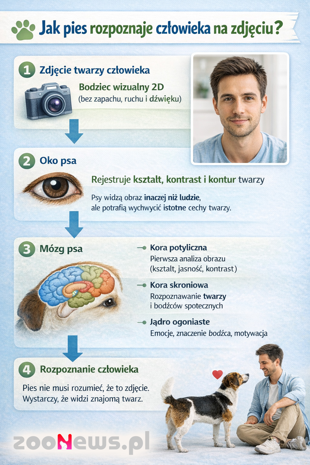 Jak pies rozpoznaje ludzką twarz na zdjęciu infografika