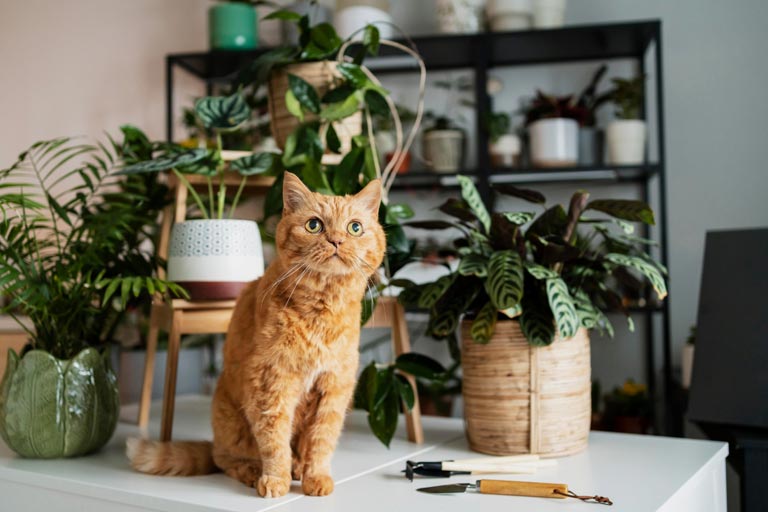 Jak przygotować mieszkanie dla kota? | Zoonews.pl