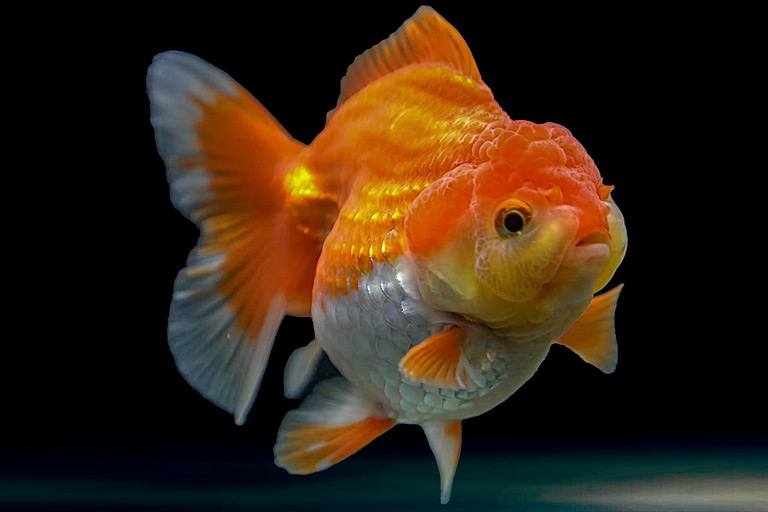Jak wygląda złota rybka?