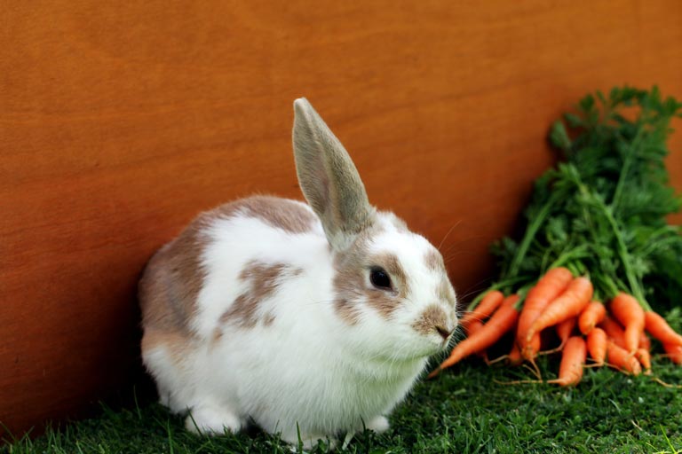 Gotowa karma dla królika – na co zwrócić uwagę przy jej wyborze