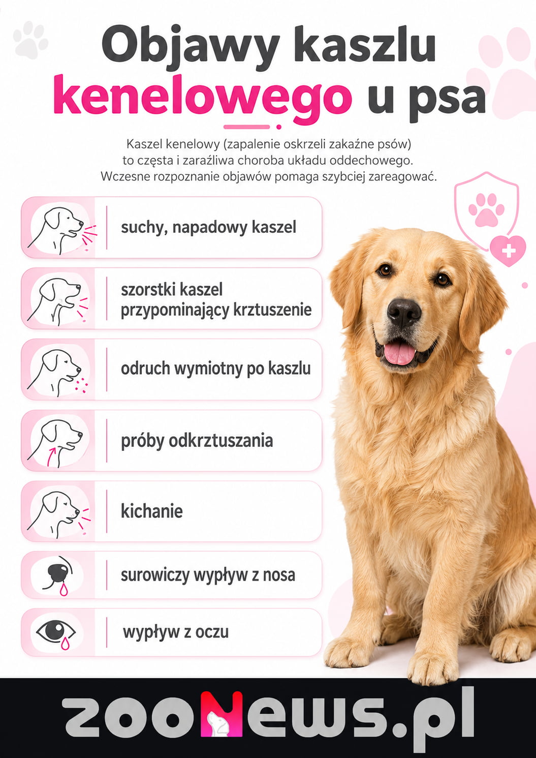 Kaszel kenelowy u psa infografika