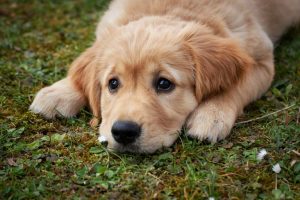 Kaszel u psa jest najczęściej wynikiem chorób układu oddechowego bądź problemów z sercem, dlatego nie należy bagatelizować sytuacji, gdy pies kaszle.