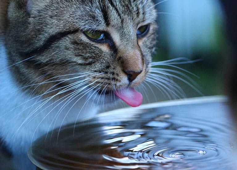 Kot nie chce pić wody.