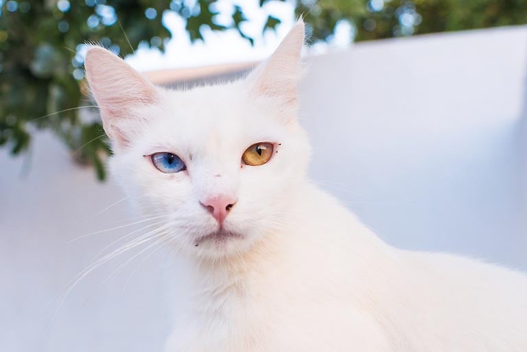 Heterochromia, czyli kot z dwukolorowymi oczami