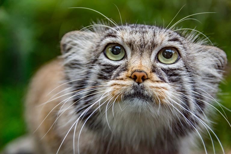 Dzikie koty | Zoonews.pl 