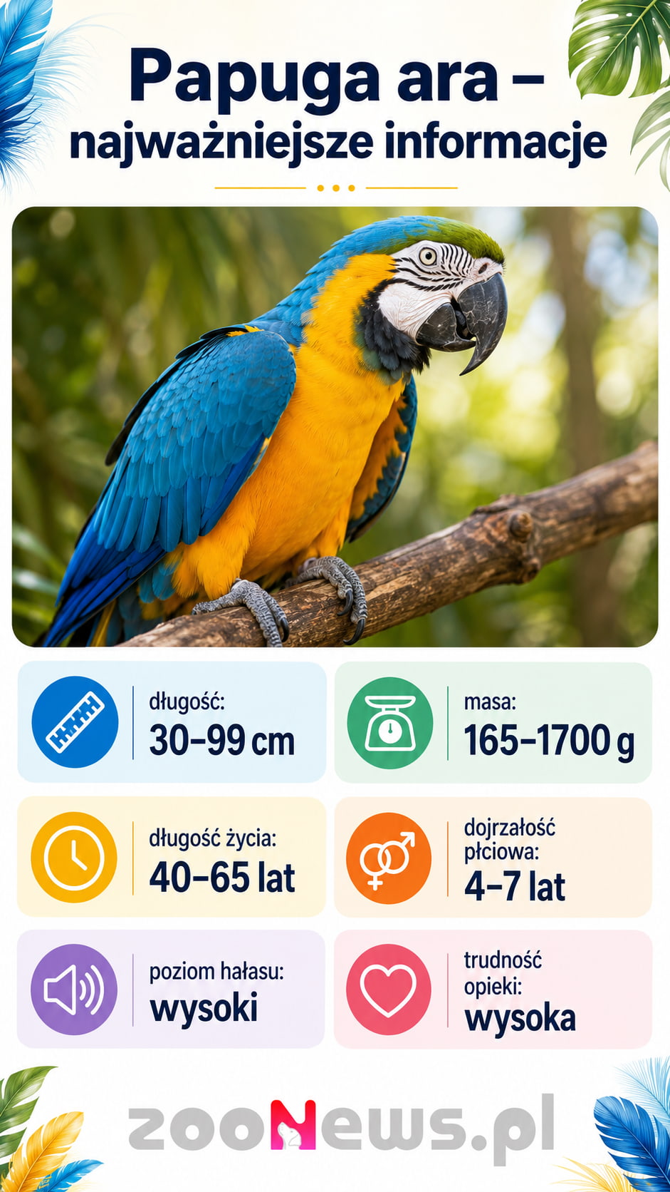 Papuga ara infografika